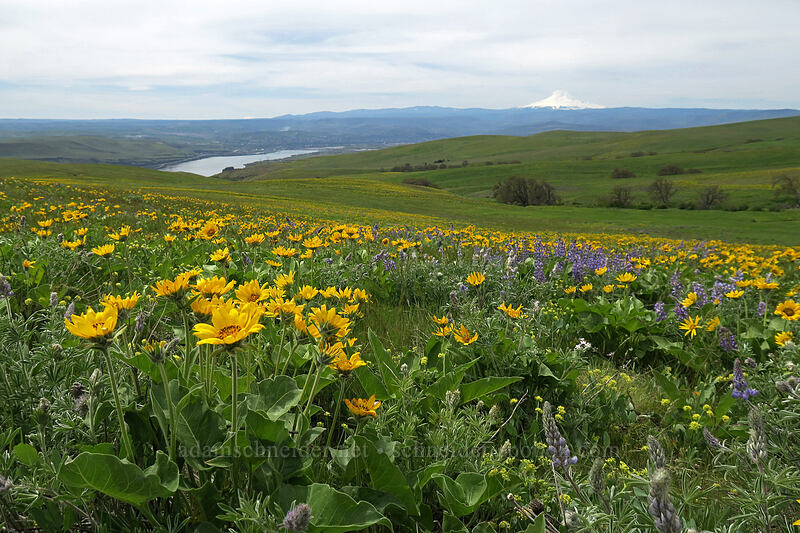 balsamroot & lupines (Balsamorhiza sp., Lupinus sp.) [Dalles Mountain Road, Klickitat County, Washington]