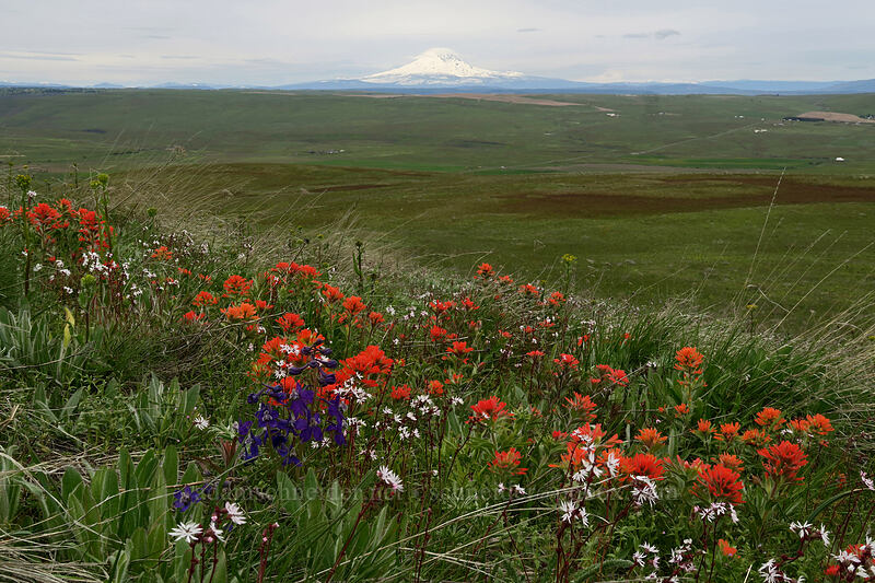 Mt. Adams, larkspur, paintbrush, & prairie stars (Delphinium nuttallianum, Castilleja hispida, Lithophragma sp.) [O'Brien Road, Klickitat County, Washington]