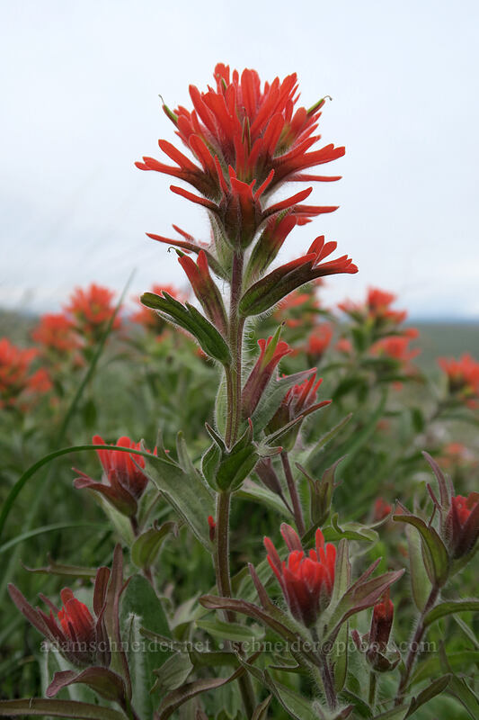 harsh paintbrush (Castilleja hispida) [O'Brien Road, Klickitat County, Washington]