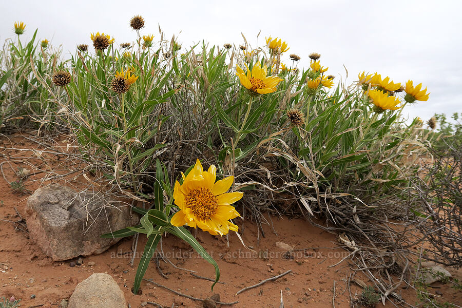 desert mule's-ears (Scabrethia scabra (Wyethia scabra)) [Arches Scenic Drive, Arches National Park, Grand County, Utah]