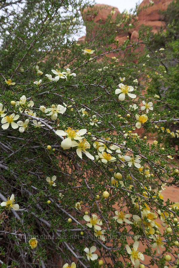 cliff rose (Purshia stansburyana (Purshia stansburiana)) [Fiery Furnace, Arches National Park, Grand County, Utah]