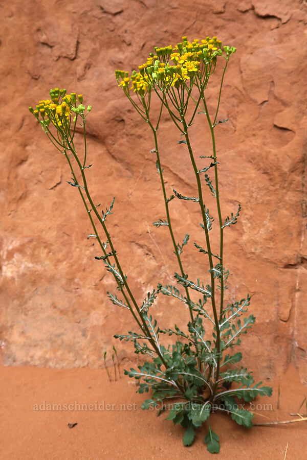 lobe-leaf groundsel (Packera multilobata (Senecio multilobatus)) [Fiery Furnace, Arches National Park, Grand County, Utah]