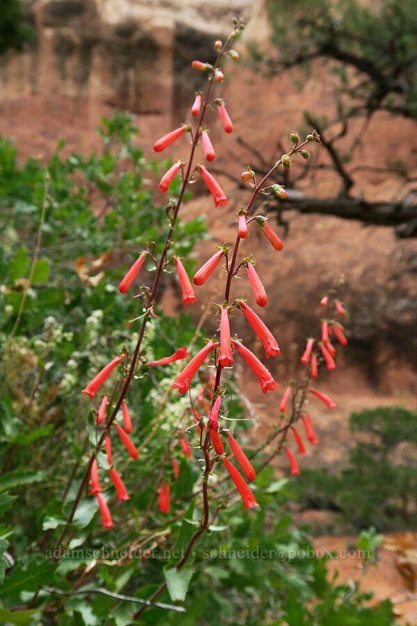 firecracker penstemon (Penstemon eatonii) [Fiery Furnace, Arches National Park, Grand County, Utah]