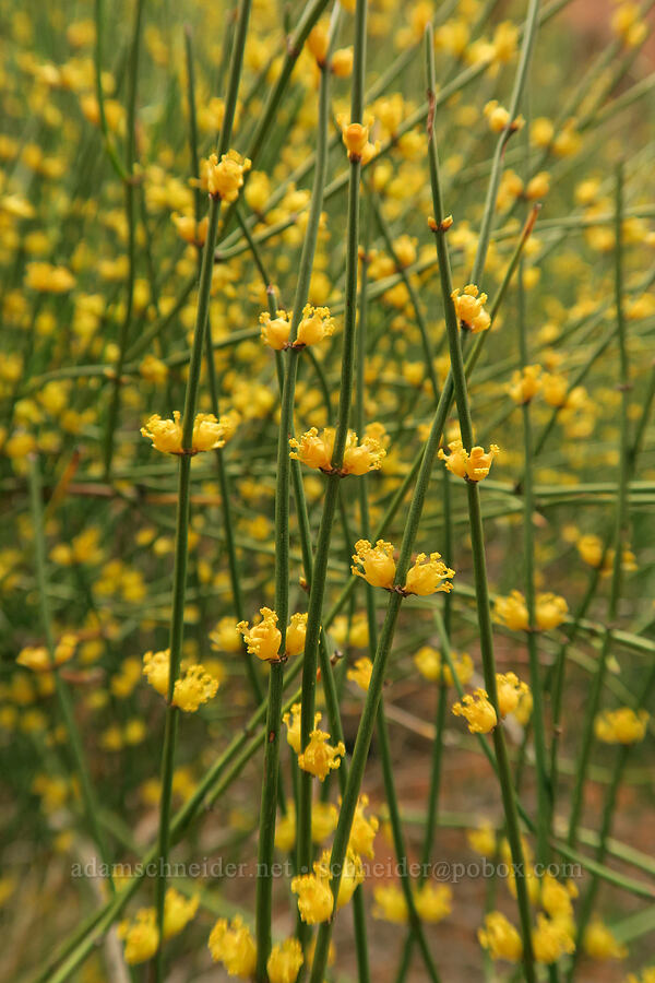 ephedra flowers (Ephedra viridis) [Fiery Furnace, Arches National Park, Grand County, Utah]