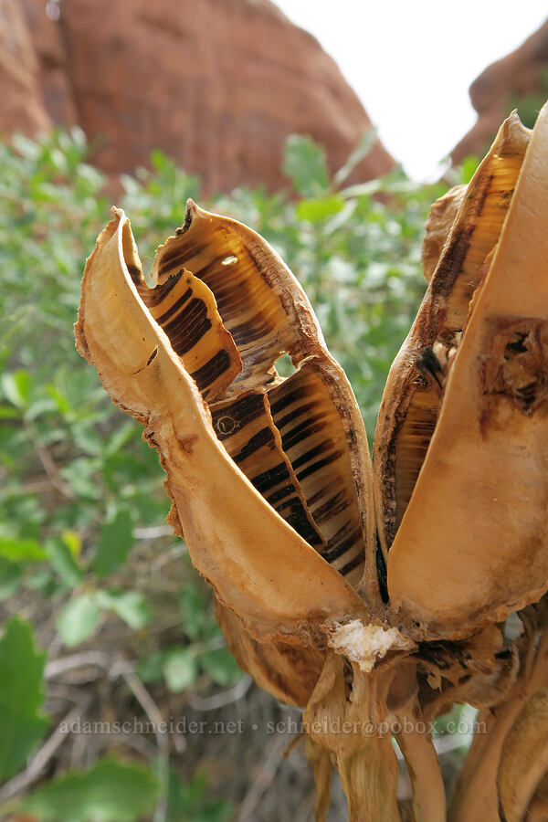 yucca seed pods (Yucca sp.) [Fiery Furnace, Arches National Park, Grand County, Utah]