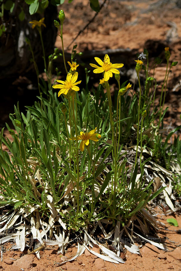 thrift mock goldenweed (ring-grass sunflower) (Stenotus armerioides (Haplopappus armerioides)) [Fiery Furnace, Arches National Park, Grand County, Utah]