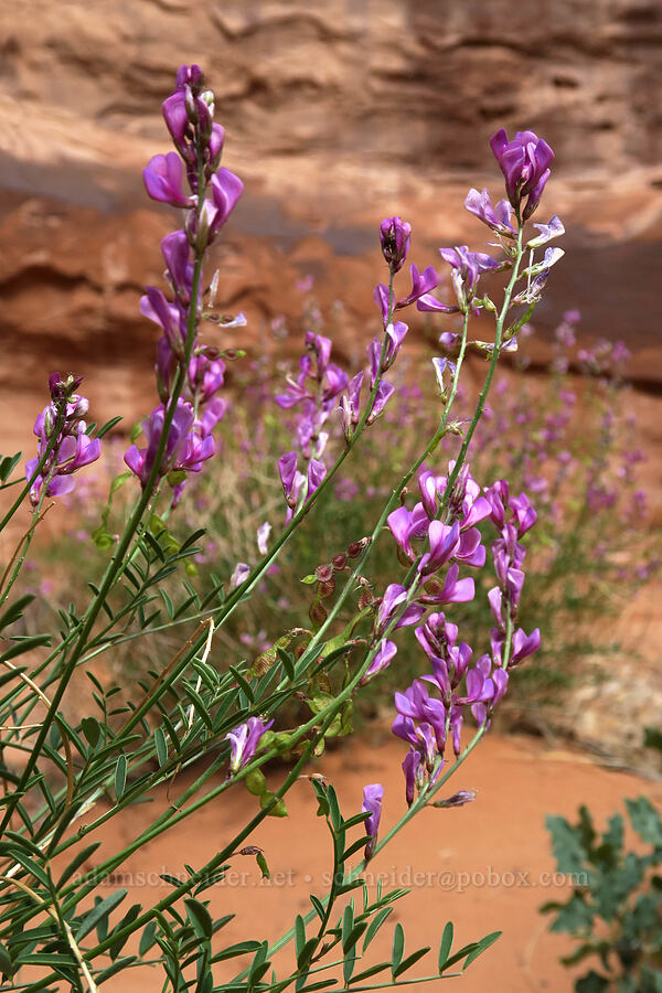northern sweet-vetch (Hedysarum boreale) [Fiery Furnace, Arches National Park, Grand County, Utah]