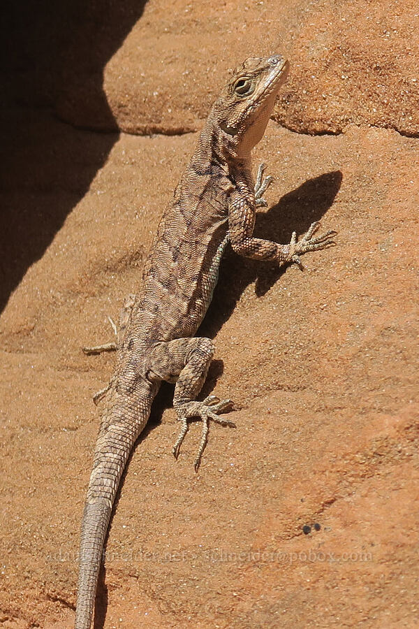 northern ornate tree lizard (Urosaurus ornatus wrighti) [Fiery Furnace, Arches National Park, Grand County, Utah]