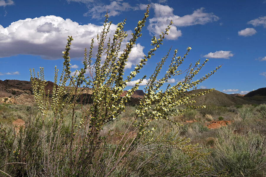cliff rose (Purshia stansburyana (Purshia stansburiana)) [Delicate Arch Viewpoint, Arches National Park, Grand County, Utah]