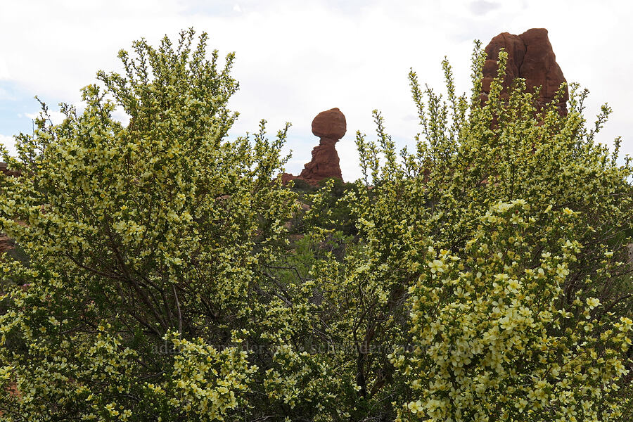 cliff rose & Balanced Rock (Purshia stansburyana (Purshia stansburiana)) [The Windows Road, Arches National Park, Grand County, Utah]