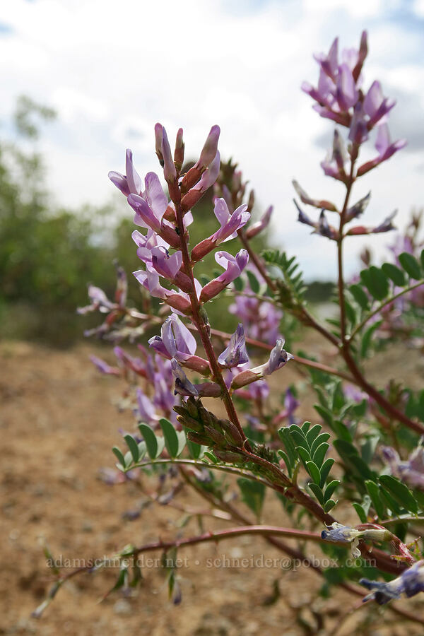 Preuss's milk-vetch (Astragalus preussii) [The Windows Road, Arches National Park, Grand County, Utah]