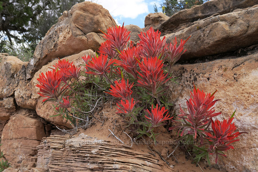 desert paintbrush (Castilleja chromosa (Castilleja angustifolia)) [The Windows Road, Arches National Park, Grand County, Utah]