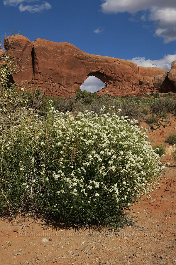 western peppergrass / mountain pepperweed (Lepidium montanum) [Windows Trail, Arches National Park, Grand County, Utah]
