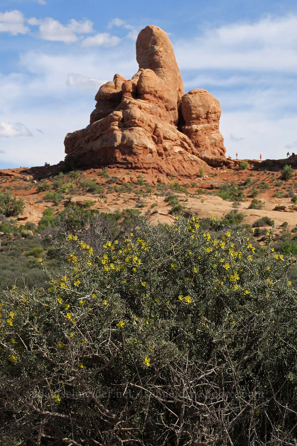 blackbrush & Turret Arch (Coleogyne ramosissima) [Windows Trail, Arches National Park, Grand County, Utah]