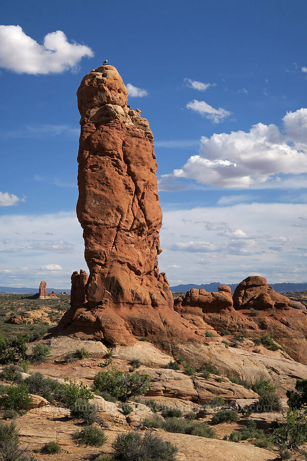 Owl Rock [Garden of Eden, Arches National Park, Grand County, Utah]