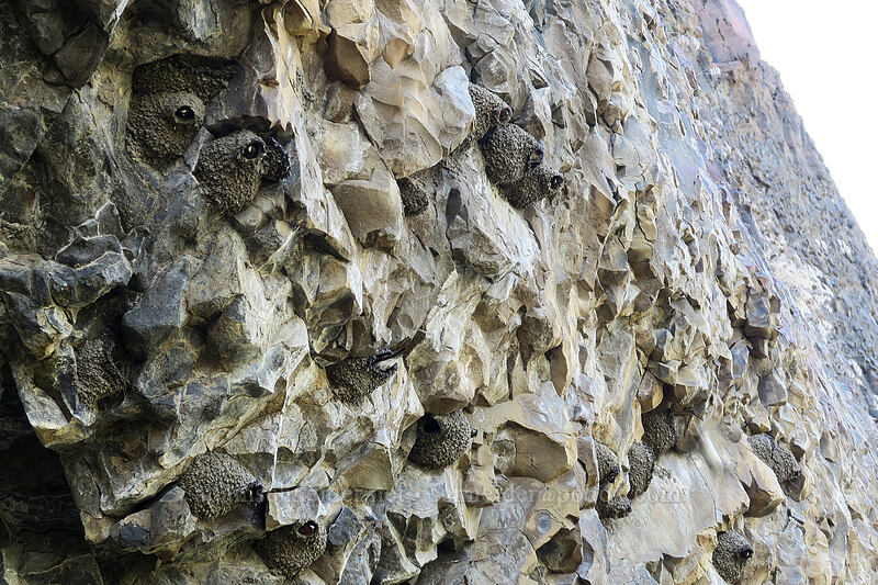 cliff swallow nests (Petrochelidon pyrrhonota) [Pinnacles Trail, Cottonwood Canyon State Park, Sherman County, Oregon]