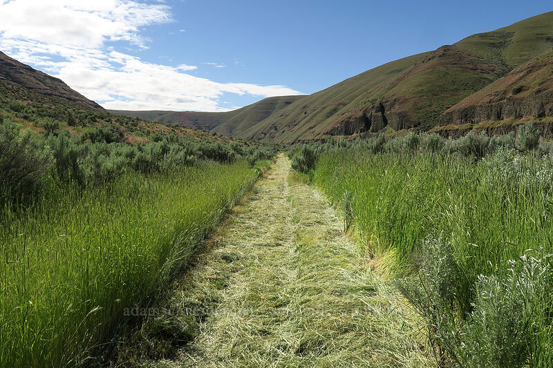 the trail [Pinnacles Trail, Cottonwood Canyon State Park, Sherman County, Oregon]