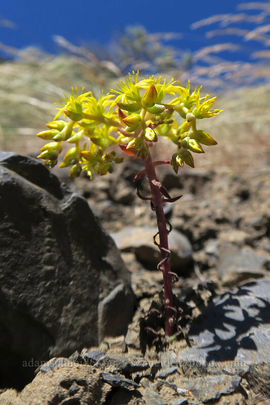 Leiberg's stonecrop (Sedum leibergii) [Pinnacles Trail, Cottonwood Canyon State Park, Sherman County, Oregon]