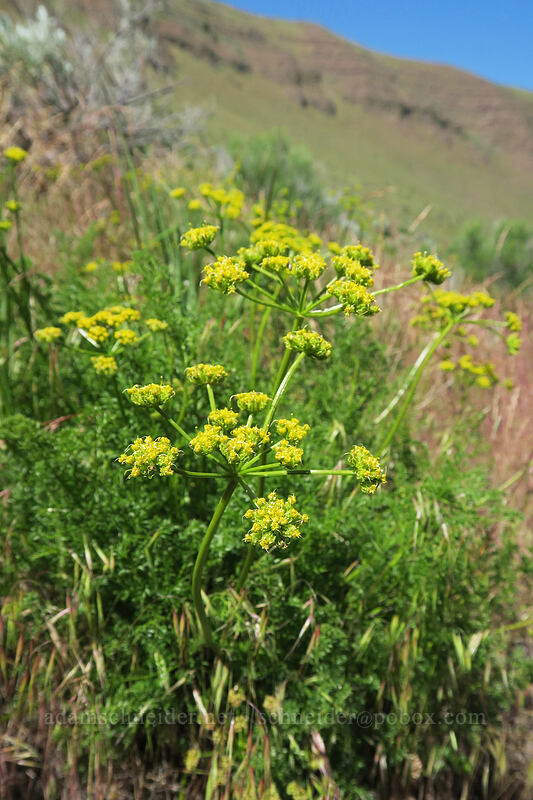 turpentine spring parsley (Cymopterus terebinthinus var. terebinthinus (Pteryxia terebinthina)) [Pinnacles Trail, Cottonwood Canyon State Park, Sherman County, Oregon]