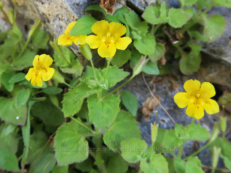 Jungermann's monkeyflower (Erythranthe jungermannioides (Mimulus jungermannioides)) [Pinnacles Trail, Cottonwood Canyon State Park, Sherman County, Oregon]