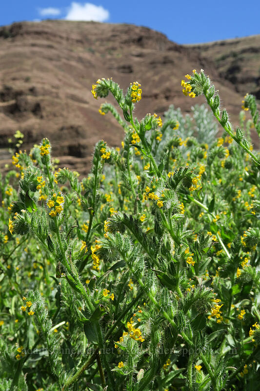 fiddleneck (Amsinckia sp.) [Lost Corral Trail, Cottonwood Canyon State Park, Gilliam County, Oregon]