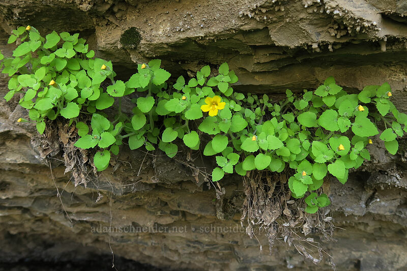 Jungermann's monkeyflower (Erythranthe jungermannioides (Mimulus jungermannioides)) [above Lost Corral Trail, Cottonwood Canyon State Park, Gilliam County, Oregon]