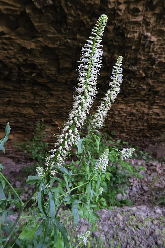 cut-leaf thelypody (Thelypodium laciniatum) [above Lost Corral Trail, Cottonwood Canyon State Park, Gilliam County, Oregon]
