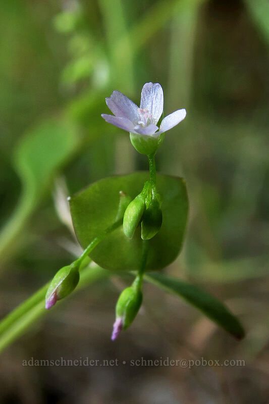 teeny-tiny miner's lettuce (Claytonia perfoliata (Montia perfoliata)) [above Lost Corral Trail, Cottonwood Canyon State Park, Gilliam County, Oregon]