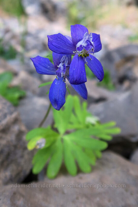 larkspur (Delphinium nuttallianum) [above Lost Corral Trail, Cottonwood Canyon State Park, Gilliam County, Oregon]