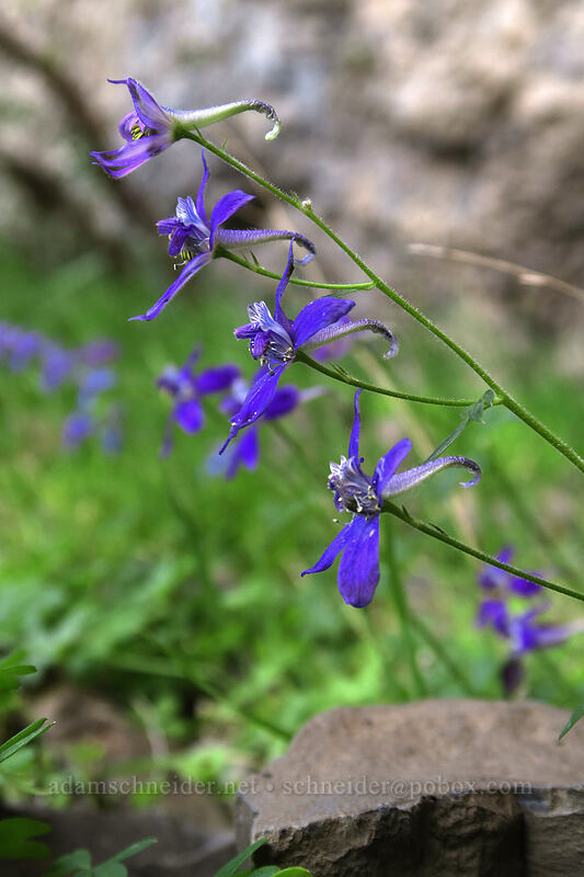larkspur (Delphinium nuttallianum) [above Lost Corral Trail, Cottonwood Canyon State Park, Gilliam County, Oregon]
