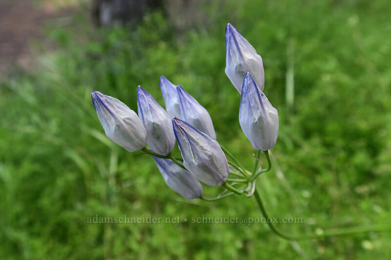 bi-colored cluster lilies (Triteleia grandiflora var. howellii (Brodiaea bicolor)) [above Lost Corral Trail, Cottonwood Canyon State Park, Gilliam County, Oregon]