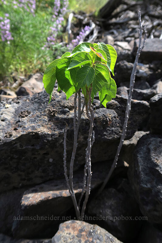western poison-ivy (Toxicodendron rydbergii (Rhus rydbergii)) [above Lost Corral Trail, Cottonwood Canyon State Park, Gilliam County, Oregon]