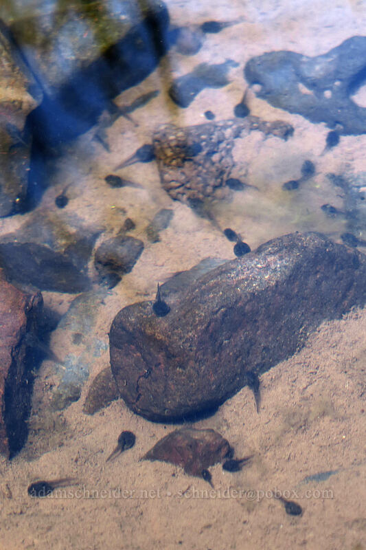 tadpoles [above Lost Corral Trail, Cottonwood Canyon State Park, Gilliam County, Oregon]