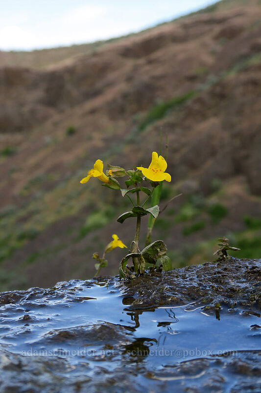 yellow monkeyflower (Erythranthe guttata (Mimulus guttatus)) [above Lost Corral Trail, Cottonwood Canyon State Park, Gilliam County, Oregon]