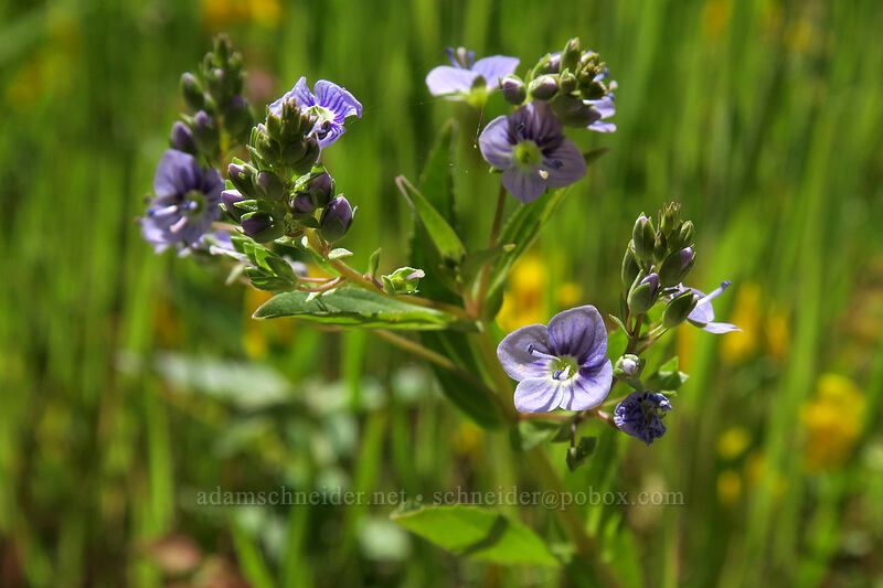 water speedwell (Veronica anagallis-aquatica) [above Lost Corral Trail, Cottonwood Canyon State Park, Gilliam County, Oregon]