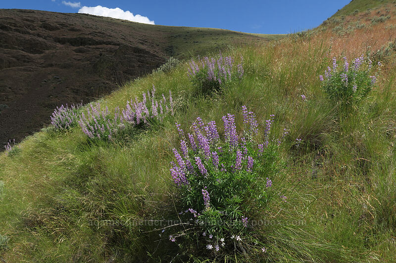 lupines (Lupinus sp.) [above Lost Corral Trail, Cottonwood Canyon State Park, Gilliam County, Oregon]