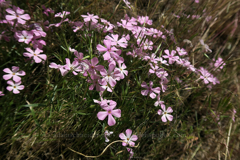 long-leaf phlox (Phlox longifolia) [above Lost Corral Trail, Cottonwood Canyon State Park, Gilliam County, Oregon]