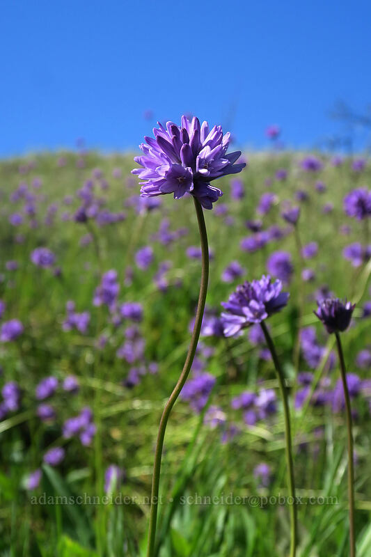 fork-tooth ookow (Dichelostemma congestum (Brodiaea congesta)) [Seven-Mile Hill, Wasco County, Oregon]
