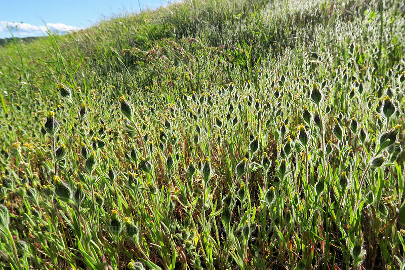 lemon-scented madia (Madia citriodora) [Seven-Mile Hill, Wasco County, Oregon]