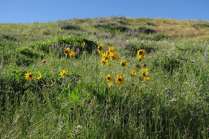deltoid balsamroot, fading (Balsamorhiza deltoidea) [Seven-Mile Hill, Wasco County, Oregon]