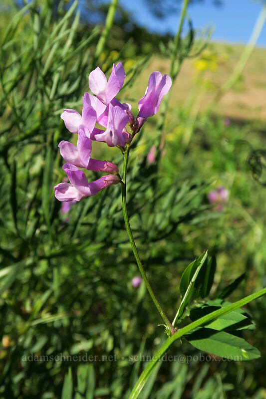 American vetch (Vicia americana) [Seven-Mile Hill, Wasco County, Oregon]