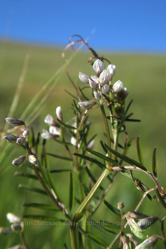 hairy vetch (Vicia hirsuta) [Seven-Mile Hill, Wasco County, Oregon]