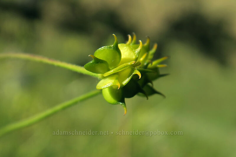 western buttercup seeds (Ranunculus occidentalis) [Seven-Mile Hill, Wasco County, Oregon]
