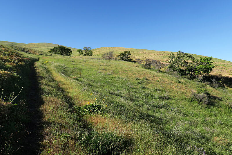 Seven-Mile Hill [Seven-Mile Hill, Wasco County, Oregon]