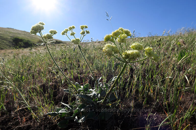 heart-leaf buckwheat (Eriogonum compositum var. compositum) [Seven-Mile Hill, Wasco County, Oregon]