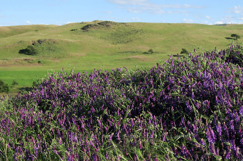 winter vetch (woolly vetch) (Vicia villosa) [Seven-Mile Hill, Wasco County, Oregon]