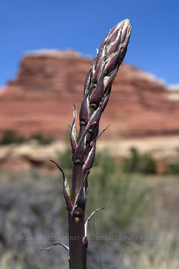 yucca, budding (Yucca sp.) [Squaw Canyon, Canyonlands National Park, San Juan County, Utah]