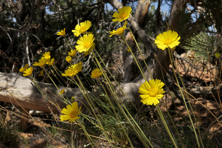 Ives' four-nerved daisy (