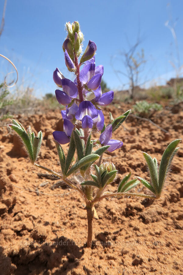 small lupine (rusty lupine) (Lupinus pusillus) [Squaw Canyon, Canyonlands National Park, San Juan County, Utah]