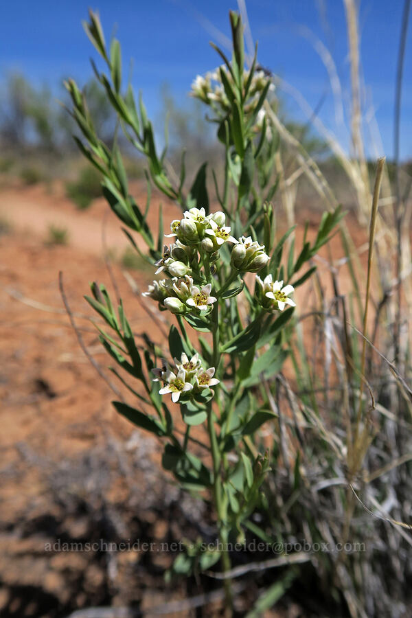 bastard toadflax (Comandra umbellata) [Squaw Canyon, Canyonlands National Park, San Juan County, Utah]
